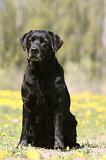 LABRADOR 1001